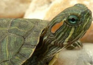 巴西龟深水养会死吗（淹死）