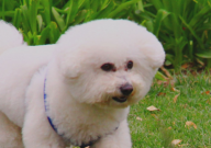 比熊吃草是什么原因(怎么回事)