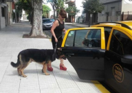 出租车能带宠物吗(出租车可以带宠物吗)