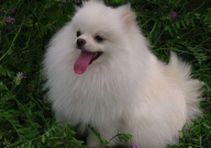 博美犬心脏不好的症状(怎么办)