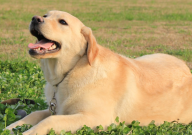 拉布拉多幼犬冬天怕冷吗(为什么)