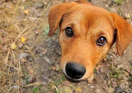 中华田园犬喂饭还是狗粮(比较好)