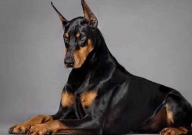 杜宾犬怎么养(饲养杜宾犬的注意事项)