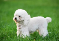 怎么养贵宾犬(要注意什么)