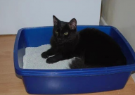 膨润土猫砂有毒吗(安全吗)