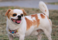 小鹿犬和吉娃娃哪个好(区别)