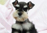 十个不养雪纳瑞的理由(总结)