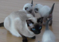 暹罗猫感冒了怎么办（怎么治）