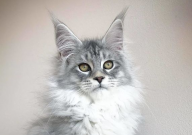缅因猫是哪个国家的猫(起源)
