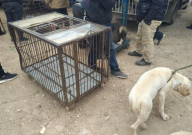 绵阳的宠物市场在哪里(地址)