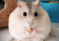 可不可以给仓鼠吃999感冒灵(生病时)