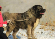 高加索犬能长多大多重（一般）