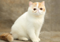 波斯猫和加菲猫哪个好养(好养些)