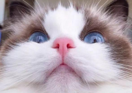 布偶猫亲人吗（对主人有感情吗）