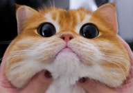 宠物猫的寿命有多长(一般是多少年)