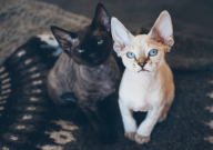 德文卷毛猫什么时候火的(历史)