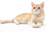 宠物猫剪指甲出血怎么办(清洁和护理)