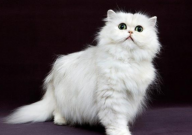 什么宠物猫最便宜(又好养)