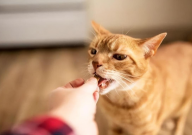 宠物猫不听话怎么办(咋整)