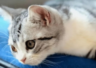 猫发情期间能做绝育吗（不能）