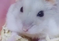 仓鼠脚变黑坏死的原因(有哪些)