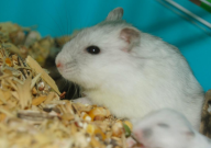 仓鼠老婆婆怎么养（养活）