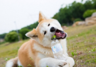 秋田犬打架厉害吗(到底厉不厉害)