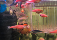 斑马鱼繁殖注意事项(有哪些)