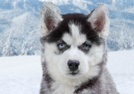 哈士奇可以当土狗养吗（可以家养吗）