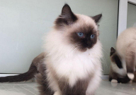 怎么养布偶猫(新手教程)