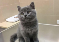 四个月的猫可以洗澡吗(为什么)
