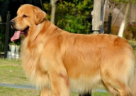 金毛犬的优缺点(有哪些)
