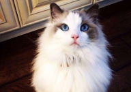 美短猫和布偶猫哪个好(好养些)