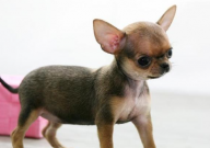 吉娃娃是烈性犬吗(是恶犬吗)