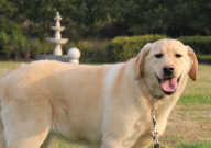 养拉布拉多犬的注意事项（有哪些）