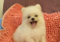 博美犬能吃什么人能吃的东西(大全)