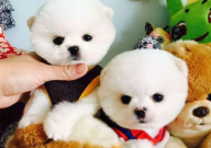 茶杯犬会掉毛吗(为什么)