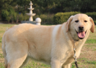 拉布拉多难不难养(好养吗)