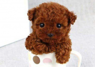 为什么茶杯犬长不大(原因)