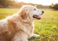 金毛能吃火龙果吗(好处)