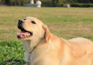 农村如何散养拉布拉多犬（适合农村家养吗）