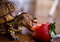 巴西龟龟粮怎么喂（一天几次）
