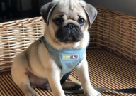 怎么让巴哥犬不掉毛(怎么办)