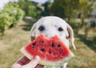 拉布拉多犬爱吃什么(食物)