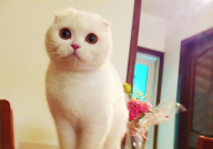 折耳猫基因检测有用吗(值得检查吗)