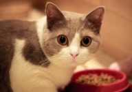 派恩贝猫粮怎么样（好不）