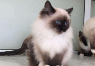 养布偶猫的人有钱吗(都是有钱人吗)