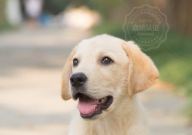 拉布拉多太胖了怎么减肥（最有效）