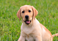 拉布拉多三个月多少钱（一只）