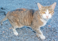 人感冒了会传染给宠物猫吗(为什么)